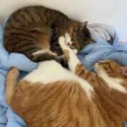 ヒメ日記 2025/06/22 04:31 投稿 イオリ ラブコレクション