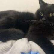 ヒメ日記 2025/06/30 04:16 投稿 イオリ ラブコレクション