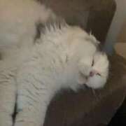 ヒメ日記 2025/07/29 01:31 投稿 イオリ ラブコレクション