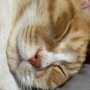 ヒメ日記 2025/08/14 07:01 投稿 イオリ ラブコレクション