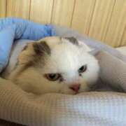 ヒメ日記 2025/08/17 04:31 投稿 イオリ ラブコレクション