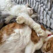 ヒメ日記 2025/12/01 15:16 投稿 イオリ ラブコレクション