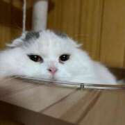 ヒメ日記 2026/01/18 13:16 投稿 イオリ ラブコレクション