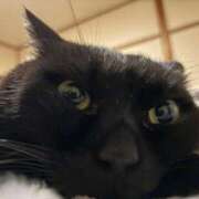 ヒメ日記 2026/01/19 19:16 投稿 イオリ ラブコレクション