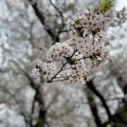ヒメ日記 2025/04/11 06:40 投稿 りこ 素人巨乳ちゃんこ「東千葉店」