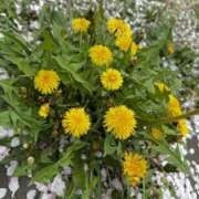 ヒメ日記 2025/04/22 17:00 投稿 りこ 素人巨乳ちゃんこ「東千葉店」