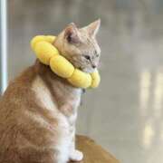 ヒメ日記 2025/09/04 21:04 投稿 りこ 素人巨乳ちゃんこ「東千葉店」