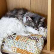 ヒメ日記 2025/10/10 09:36 投稿 りこ 素人巨乳ちゃんこ「東千葉店」