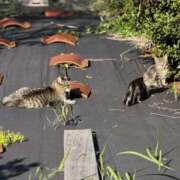 ヒメ日記 2025/11/12 08:12 投稿 りこ 素人巨乳ちゃんこ「東千葉店」