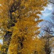 ヒメ日記 2025/12/02 09:55 投稿 りこ 素人巨乳ちゃんこ「東千葉店」