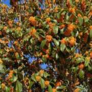 ヒメ日記 2025/11/03 16:19 投稿 ななえ 香川高松ちゃんこ