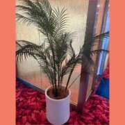 ヒメ日記 2025/09/27 14:32 投稿 えみり 諭吉専科