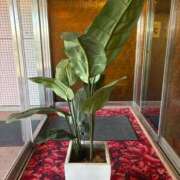 ヒメ日記 2025/11/17 08:25 投稿 えみり 諭吉専科