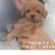 ヒメ日記 2025/11/02 08:26 投稿 白石湊 五十路マダム　和歌山店