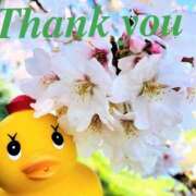 ヒメ日記 2026/04/04 10:32 投稿 白石湊 五十路マダム　和歌山店