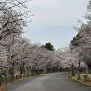 ヒメ日記 2025/03/31 16:17 投稿 りのは 奥様はエンジェル　町田店