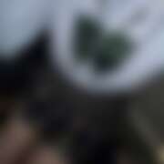 ヒメ日記 2026/04/20 18:04 投稿 さき CHERRY WEST(チェリーウエスト)