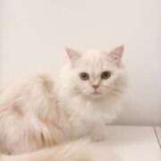 ヒメ日記 2025/08/24 15:08 投稿 きらら（極上SPコース対応） EIGHT（エイト）～8つのお約束と無限の可能性～