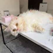 ヒメ日記 2025/10/06 13:08 投稿 きらら（極上SPコース対応） EIGHT（エイト）～8つのお約束と無限の可能性～