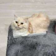 ヒメ日記 2025/11/23 15:38 投稿 きらら（極上SPコース対応） EIGHT（エイト）～8つのお約束と無限の可能性～