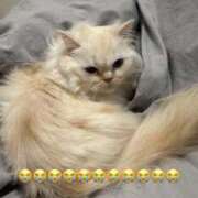 ヒメ日記 2026/04/11 03:58 投稿 きらら（極上SPコース対応） EIGHT（エイト）～8つのお約束と無限の可能性～