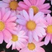 ヒメ日記 2025/05/10 12:10 投稿 あけみ 千葉人妻花壇