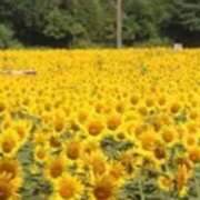 ヒメ日記 2025/08/09 11:42 投稿 あけみ 千葉人妻花壇