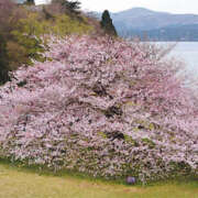 ヒメ日記 2025/04/09 07:56 投稿 ひかり 奥さま未来　立川店