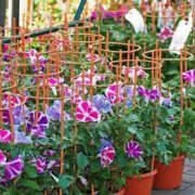 ヒメ日記 2025/07/07 09:03 投稿 ひかり 奥さま未来　立川店