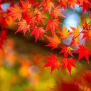 ヒメ日記 2025/11/15 08:58 投稿 ひかり 奥さま未来　立川店