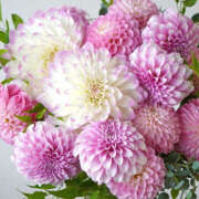 ヒメ日記 2026/03/12 11:39 投稿 ひかり 奥さま未来　立川店