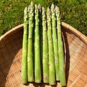 ヒメ日記 2025/06/06 14:24 投稿 らん 桜フェアリーテイル