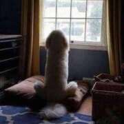 ヒメ日記 2025/06/19 18:07 投稿 らん 桜フェアリーテイル