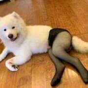 ヒメ日記 2025/07/06 18:19 投稿 らん 桜フェアリーテイル