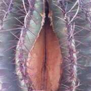 ヒメ日記 2025/07/17 18:00 投稿 らん 桜フェアリーテイル