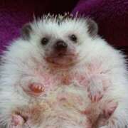 ヒメ日記 2025/08/03 18:14 投稿 らん 桜フェアリーテイル