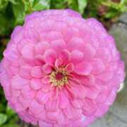 ヒメ日記 2025/09/10 18:11 投稿 らん 桜フェアリーテイル