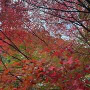 ヒメ日記 2025/11/15 12:30 投稿 なつき MADAME Luxe