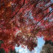 ヒメ日記 2025/11/22 12:24 投稿 なつき MADAME Luxe