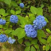 ヒメ日記 2025/06/18 18:44 投稿 ほのか MADAME Luxe