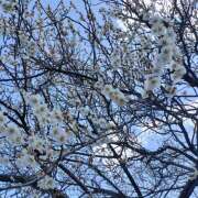 ヒメ日記 2025/03/18 00:56 投稿 れな MADAME Luxe