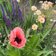 ヒメ日記 2025/05/14 09:37 投稿 あすか 熟女の風俗最終章 仙台店