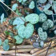 ヒメ日記 2025/03/07 23:59 投稿 きみか 完熟ばなな札幌・すすきの