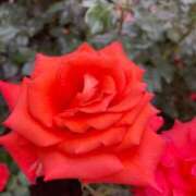 ヒメ日記 2025/03/14 21:29 投稿 きみか 完熟ばなな札幌・すすきの