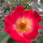 ヒメ日記 2025/03/30 11:29 投稿 きみか 完熟ばなな札幌・すすきの