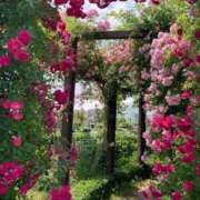 ヒメ日記 2025/04/04 11:29 投稿 きみか 完熟ばなな札幌・すすきの