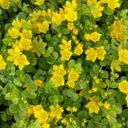 ヒメ日記 2025/04/05 11:19 投稿 きみか 完熟ばなな札幌・すすきの