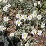 ヒメ日記 2025/04/11 09:29 投稿 きみか 完熟ばなな札幌・すすきの