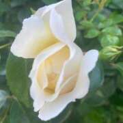 ヒメ日記 2025/04/28 09:35 投稿 きみか 完熟ばなな札幌・すすきの