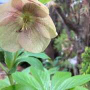 ヒメ日記 2025/05/14 10:41 投稿 きみか 完熟ばなな札幌・すすきの